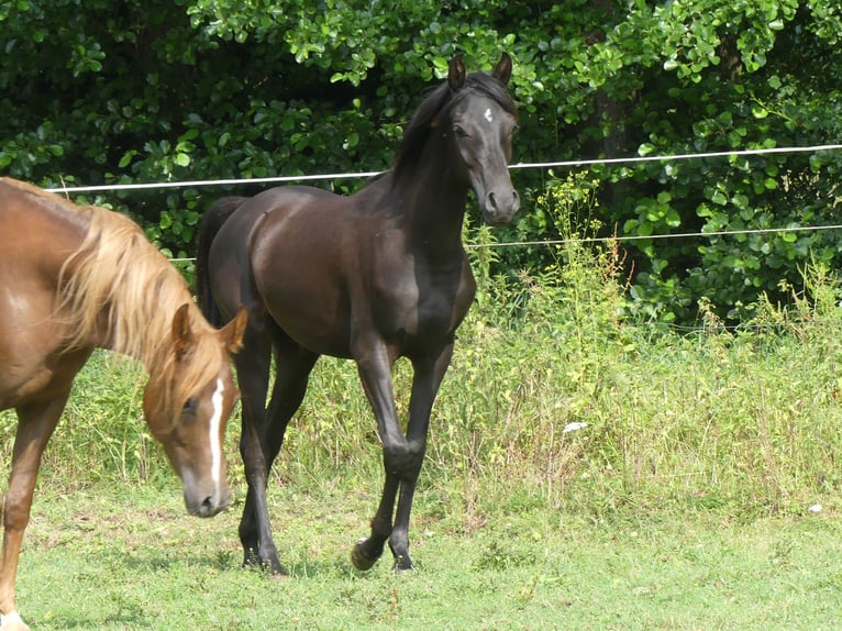 Pura Raza Árabe Yegua 2 años 153 cm Negro in Herzberg am Harz