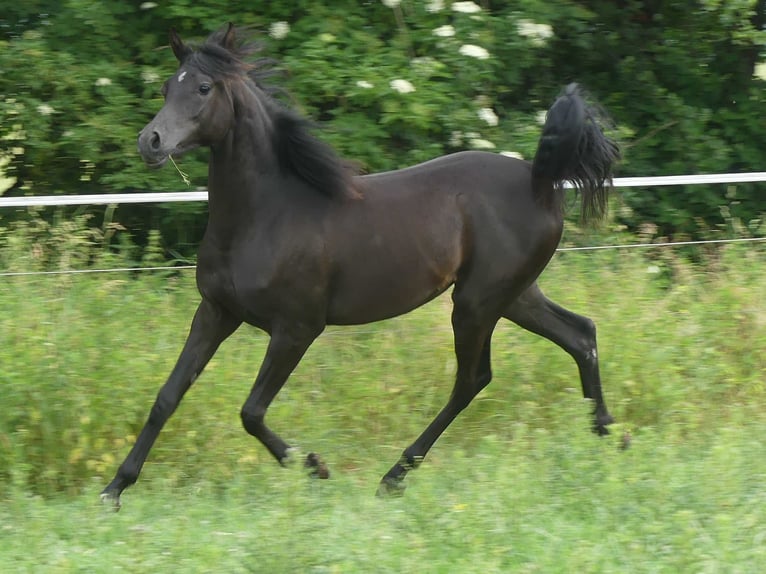 Pura Raza Árabe Yegua 2 años 153 cm Negro in Herzberg am Harz