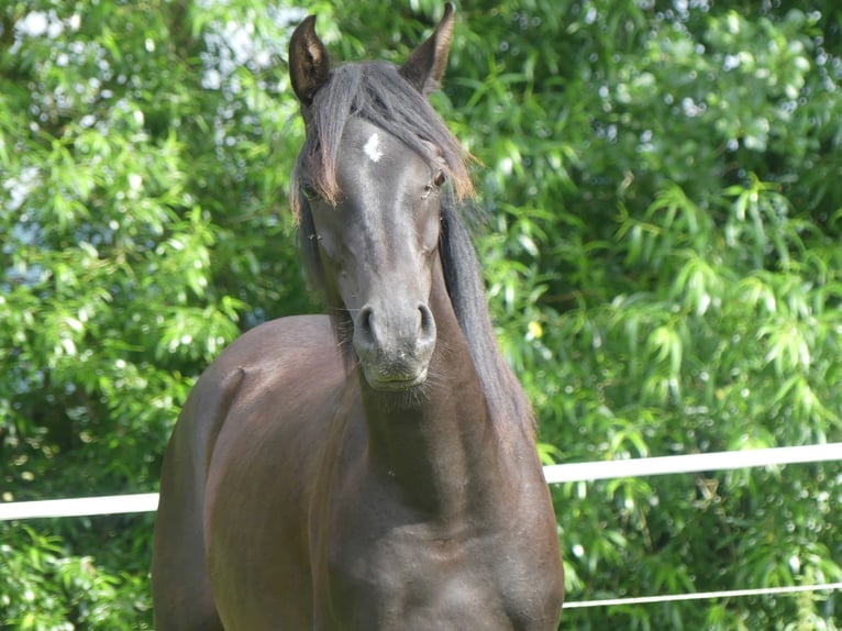 Pura Raza Árabe Yegua 2 años 153 cm Negro in Herzberg am Harz