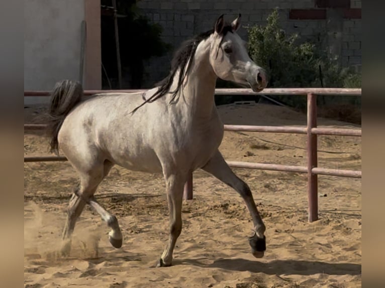 Pura Raza Árabe Yegua 2 años 154 cm Tordo in Dubai