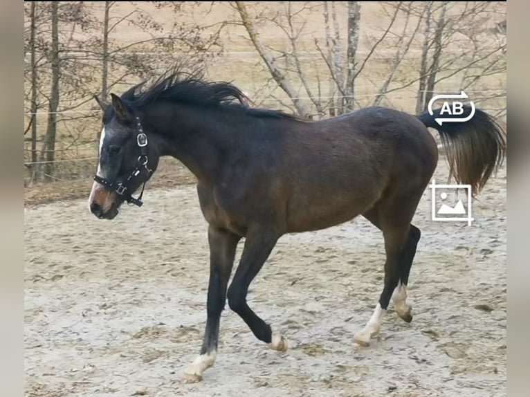 Pura Raza Árabe Yegua 2 años 154 cm Tordo picazo in Johanniskirchen