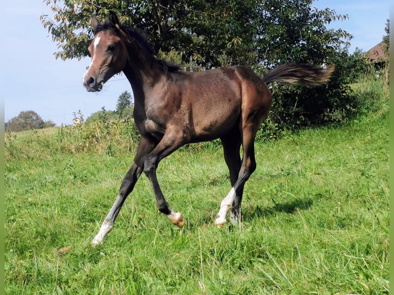 Pura Raza Árabe Yegua 2 años 154 cm Tordo picazo in Johanniskirchen