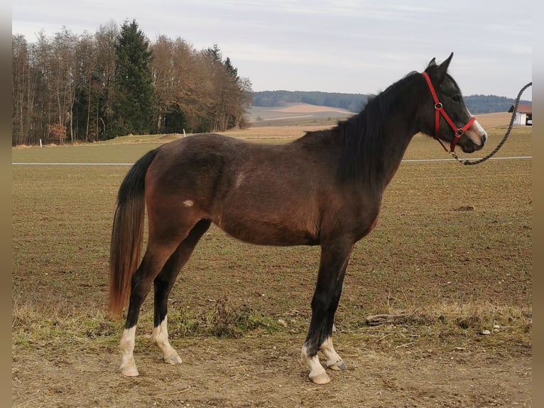 Pura Raza Árabe Yegua 2 años 154 cm Tordo picazo in Johanniskirchen