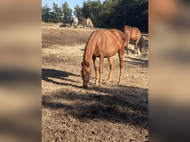 Pura Raza Árabe Yegua 2 años 155 cm Alazán in Theras