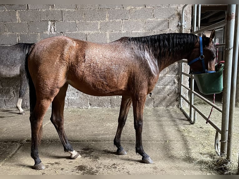 Pura Raza Árabe Yegua 2 años 155 cm  in Gemünden (Felda)