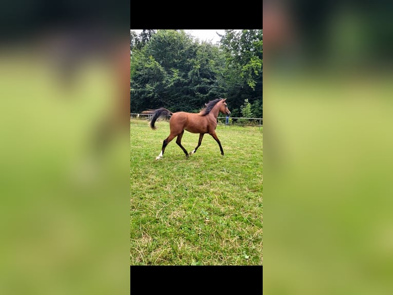 Pura Raza Árabe Yegua 2 años Castaño in Büren