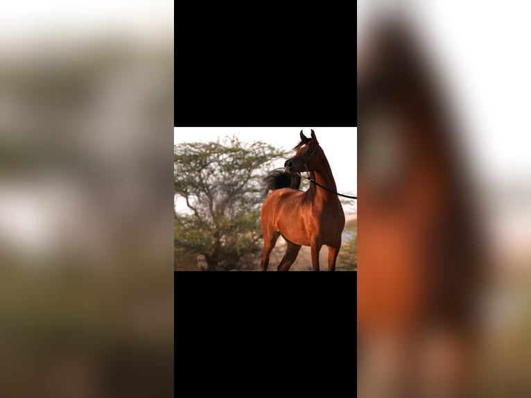 Pura Raza Árabe Mestizo Yegua 2 años Castaño rojizo in Doha