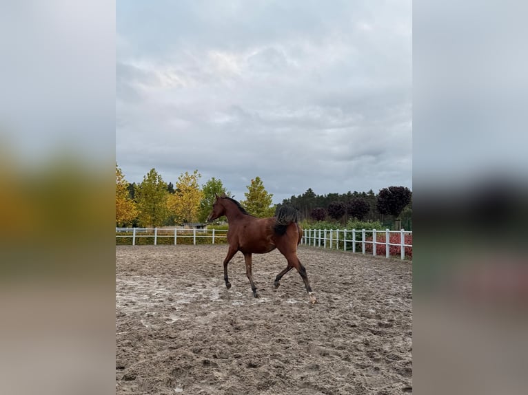 Pura Raza Árabe Yegua 2 años Castaño rojizo in Chachalnia