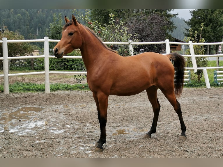 Pura Raza Árabe Yegua 3 años 146 cm Castaño in Söll