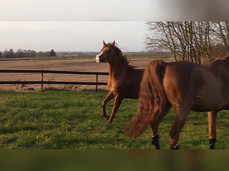 Pura Raza Árabe Yegua 3 años 147 cm Alazán-tostado in Jelling