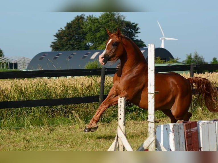 Pura Raza Árabe Yegua 3 años 147 cm Alazán-tostado in Jelling