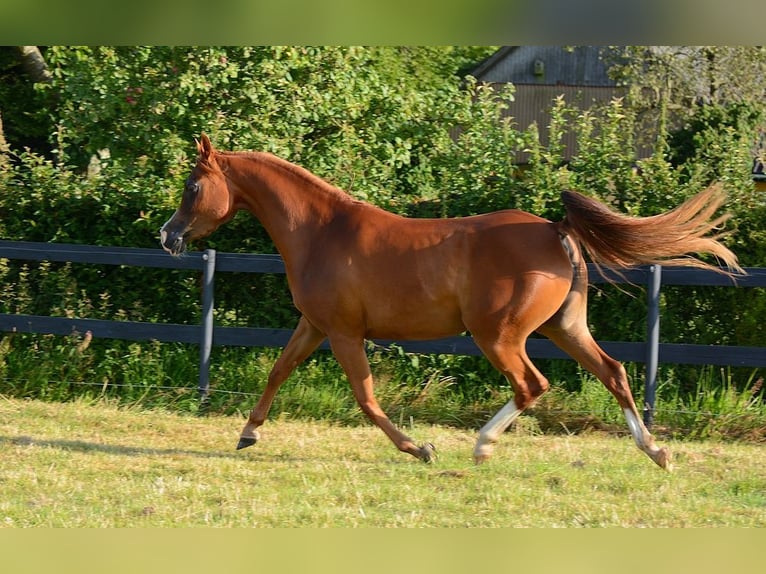 Pura Raza Árabe Yegua 3 años 147 cm Alazán-tostado in Jelling