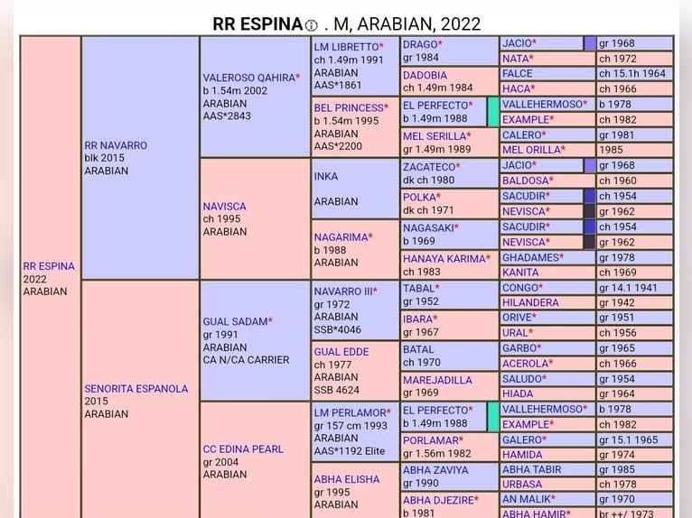 Pura Raza Árabe Yegua 3 años 150 cm Castaño oscuro in Moers