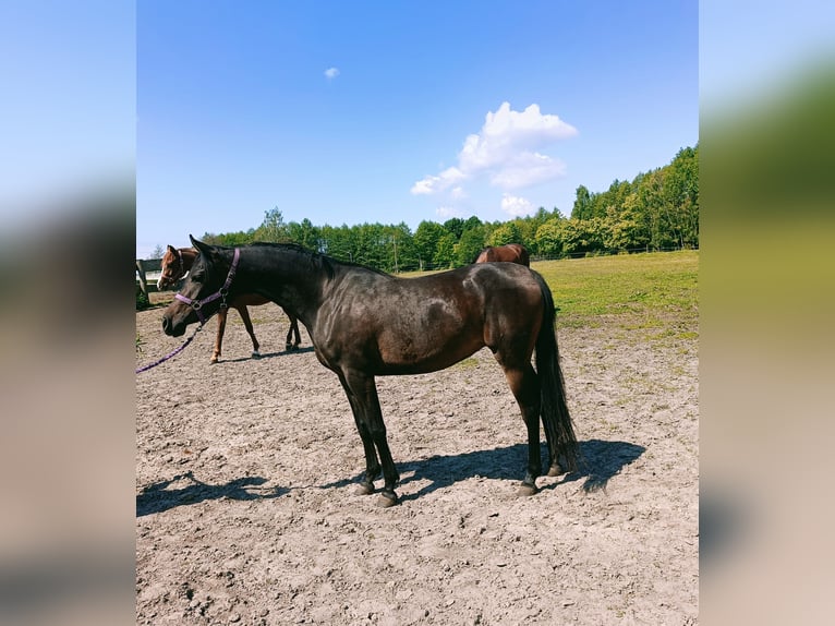Pura Raza Árabe Yegua 3 años 150 cm Morcillo in Podg&#x142;&#x119;bokie