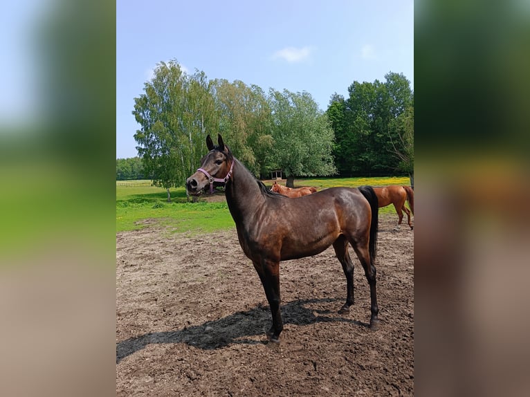 Pura Raza Árabe Yegua 3 años 150 cm Morcillo in Podg&#x142;&#x119;bokie