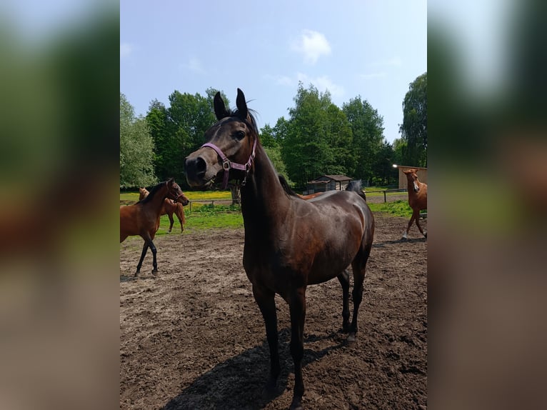 Pura Raza Árabe Yegua 3 años 150 cm Morcillo in Podg&#x142;&#x119;bokie