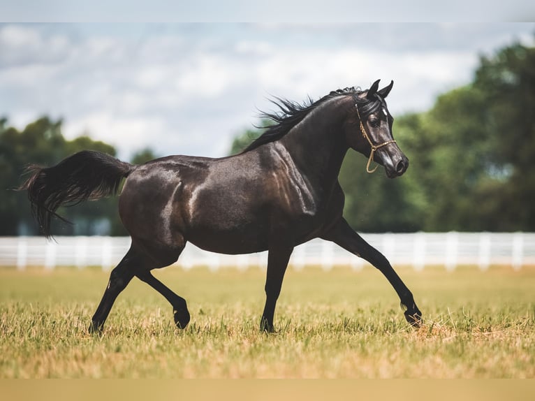 Pura Raza Árabe Yegua 3 años 150 cm Negro in Rielasingen-Worblingen