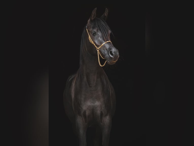 Pura Raza Árabe Yegua 3 años 150 cm Negro in Rielasingen-Worblingen