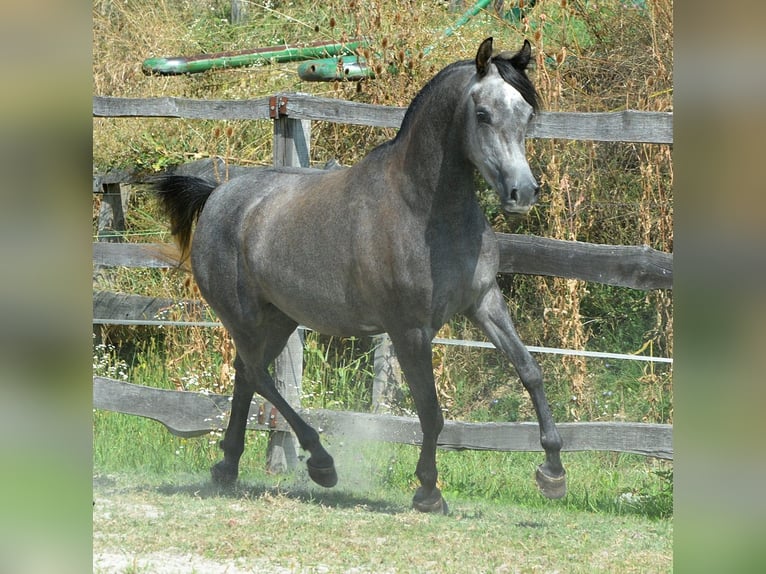 Pura Raza Árabe Yegua 3 años 150 cm Tordo in Koprivnica