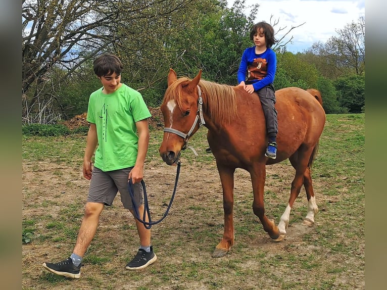 Pura Raza Árabe Yegua 3 años 151 cm Alazán in Kassel