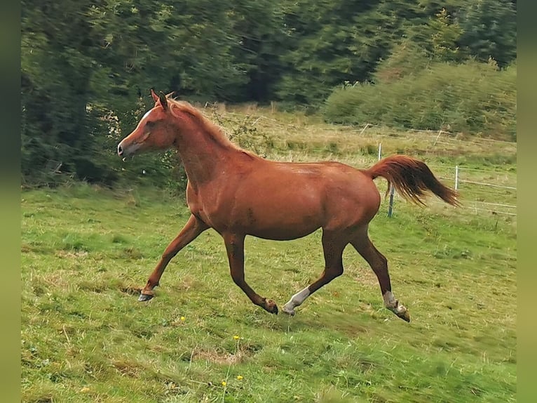 Pura Raza Árabe Yegua 3 años 151 cm Alazán in Kassel