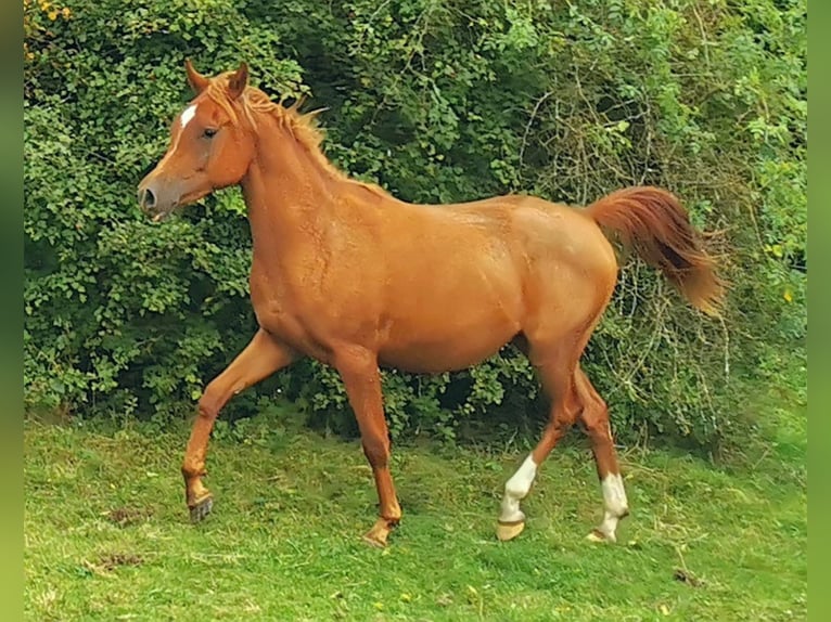 Pura Raza Árabe Yegua 3 años 151 cm Alazán in Kassel
