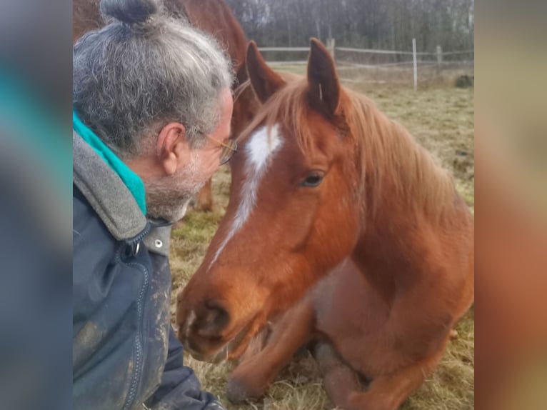 Pura Raza Árabe Yegua 3 años 151 cm Alazán in Kassel