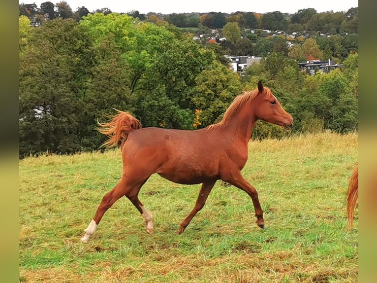 Pura Raza Árabe Yegua 3 años 151 cm Alazán in Kassel