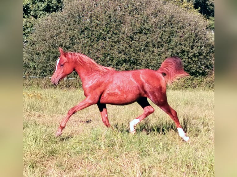 Pura Raza Árabe Yegua 3 años 151 cm Alazán in Kassel