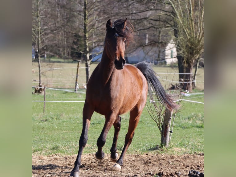 Pura Raza Árabe Yegua 3 años 152 cm Castaño in L&#xF6;wenberger Land