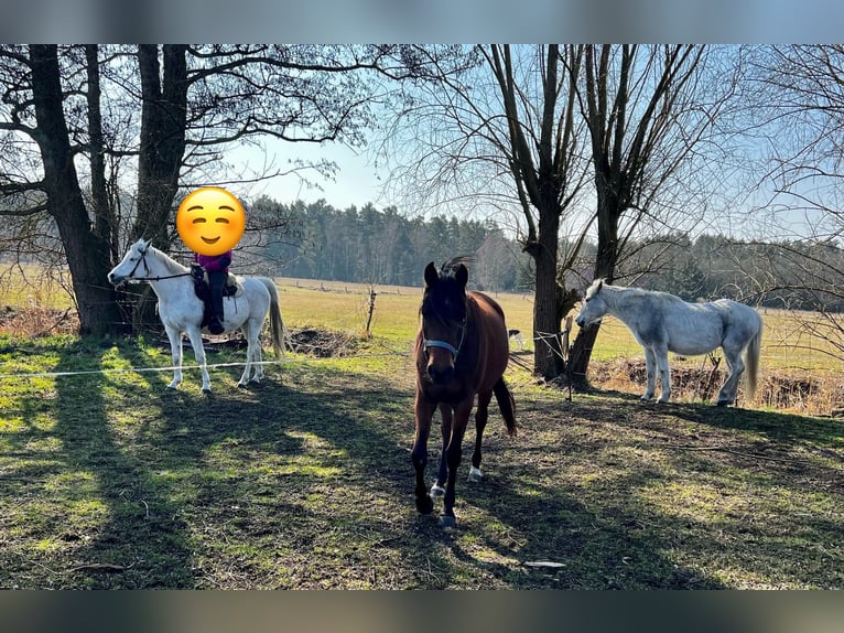 Pura Raza Árabe Yegua 3 años 152 cm Castaño in L&#xF6;wenberger Land