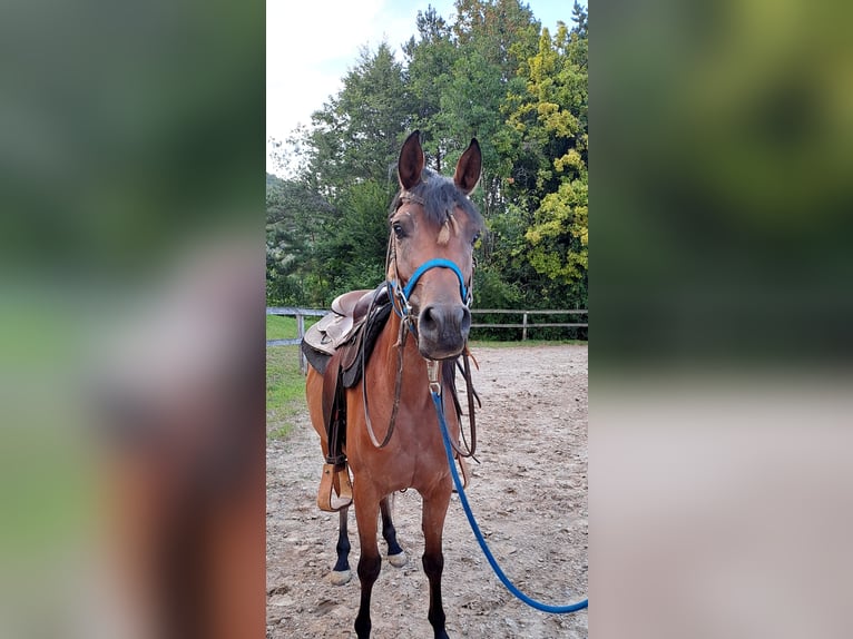 Pura Raza Árabe Yegua 3 años 152 cm Castaño in KOPRIVNICA