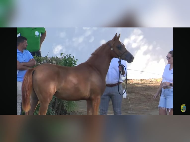 Pura Raza Árabe Yegua 3 años 153 cm Alazán in Albala