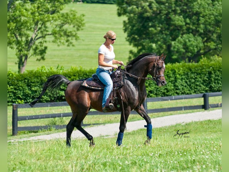 Pura Raza Árabe Yegua 3 años 153 cm Castaño oscuro in Wangerland Hohenkirchen