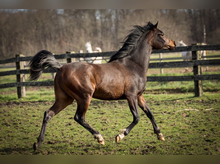 Pura Raza Árabe Yegua 3 años 153 cm Castaño oscuro in Wangerland Hohenkirchen