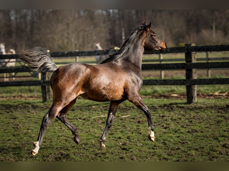Pura Raza Árabe Yegua 3 años 153 cm Castaño oscuro in Wangerland Hohenkirchen