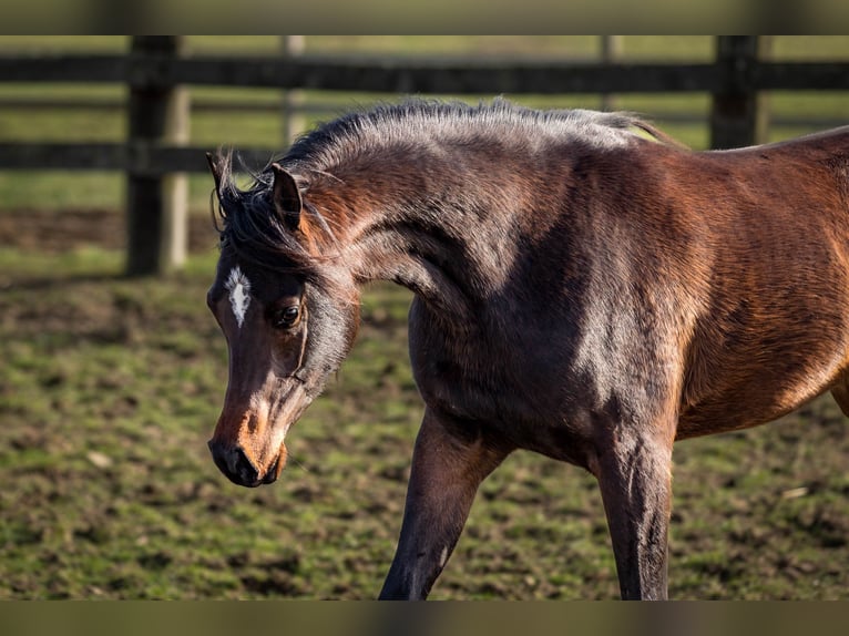 Pura Raza Árabe Yegua 3 años 153 cm Castaño oscuro in Wangerland Hohenkirchen