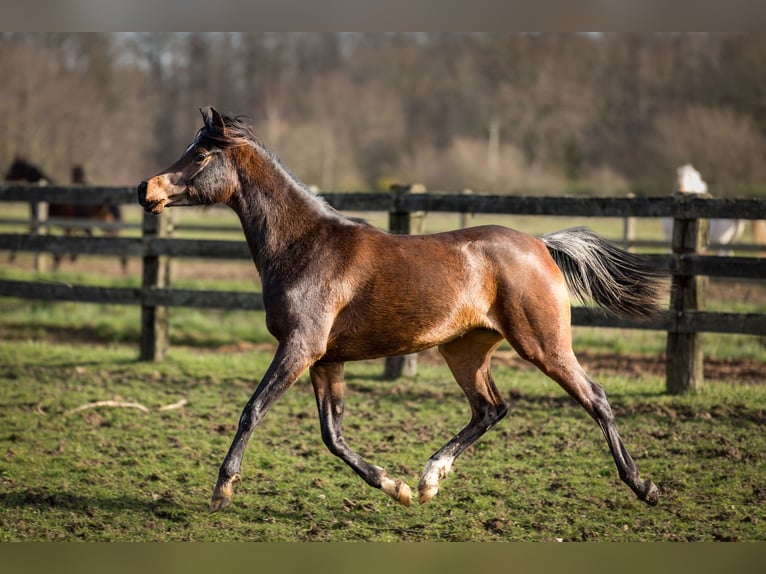 Pura Raza Árabe Yegua 3 años 153 cm Castaño oscuro in Wangerland Hohenkirchen