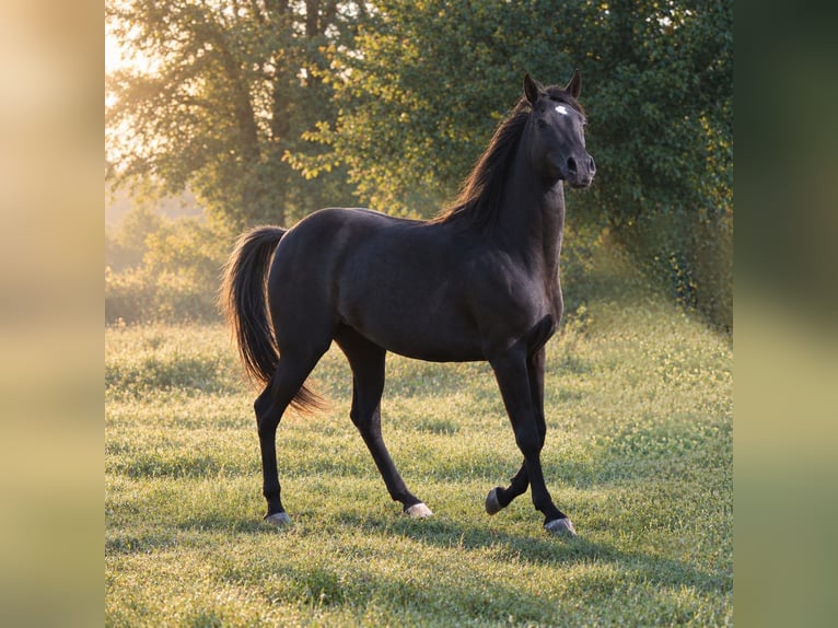 Pura Raza Árabe Yegua 3 años 153 cm Negro in Neuried