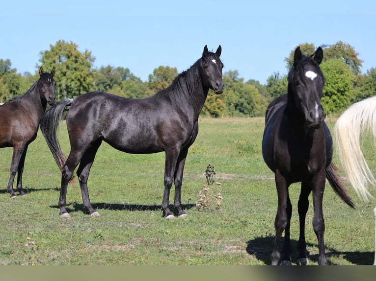 Pura Raza Árabe Yegua 3 años 153 cm Negro in Neuried