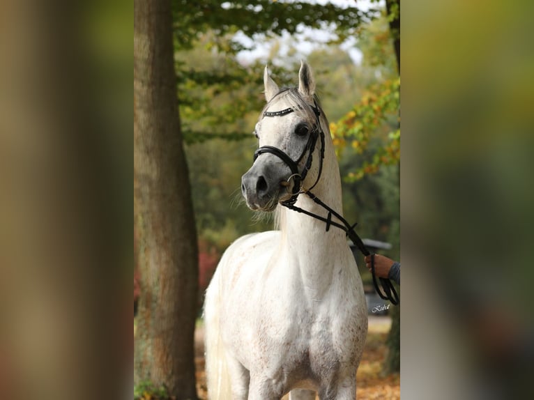 Pura Raza Árabe Yegua 3 años 153 cm Tordo in Gemünden (Felda)