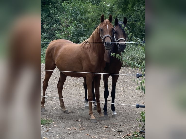 Pura Raza Árabe Yegua 3 años 154 cm Alazán in Theras