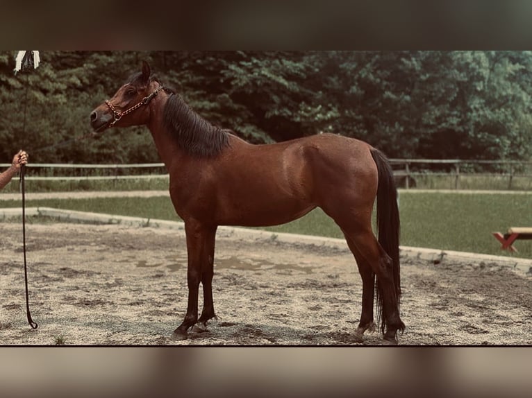 Pura Raza Árabe Yegua 3 años 154 cm Castaño in NeudorfStattegg
