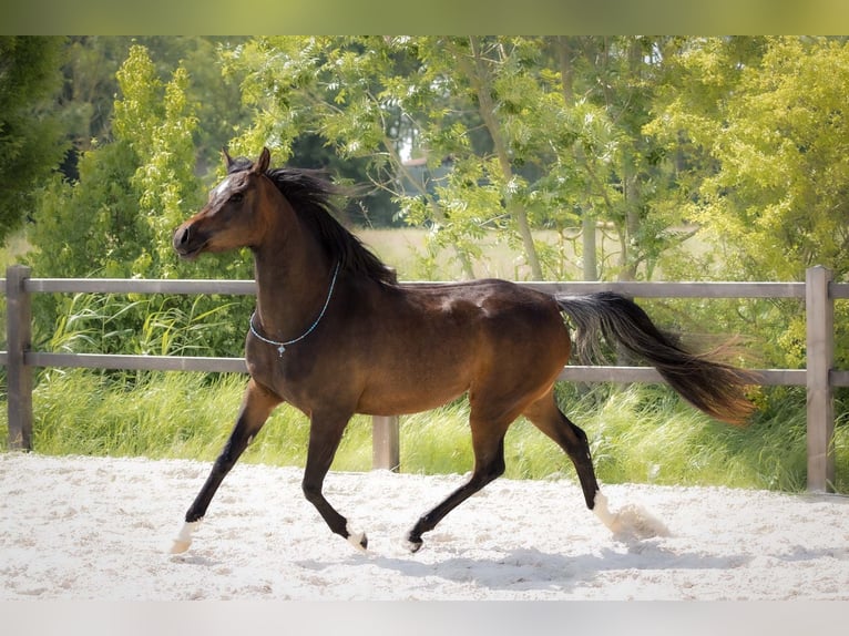 Pura Raza Árabe Yegua 3 años 154 cm Castaño oscuro in Wangerland Hohenkirchen