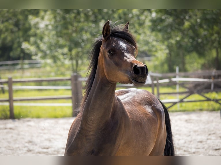 Pura Raza Árabe Yegua 3 años 154 cm Castaño oscuro in Wangerland Hohenkirchen