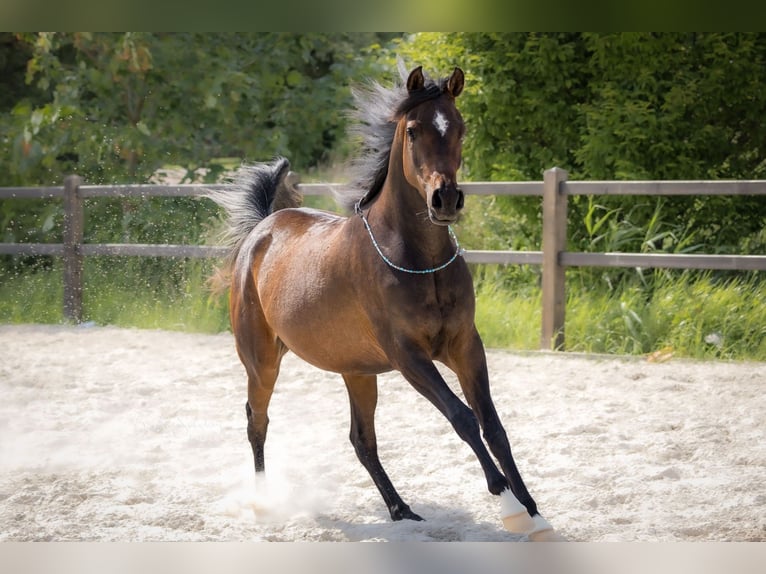 Pura Raza Árabe Yegua 3 años 154 cm Castaño oscuro in Wangerland Hohenkirchen