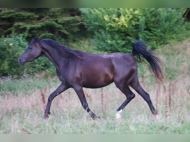 Pura Raza Árabe Yegua 3 años 154 cm Negro in Mariagerfjord