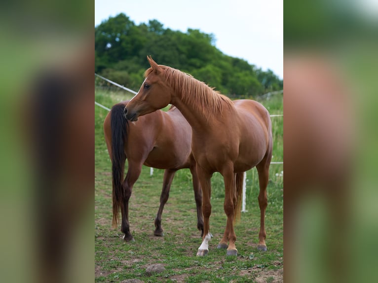Pura Raza Árabe Yegua 3 años 155 cm Alazán in Gem&#xFC;nden (Felda)