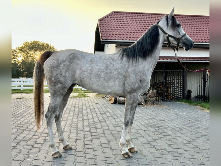 Pura Raza Árabe Yegua 3 años 157 cm Tordo in ZakrętWarszawa