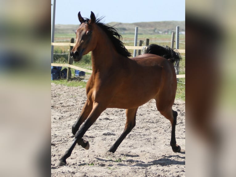 Pura Raza Árabe Yegua 3 años 159 cm Castaño in Julianadorp